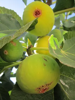 kadota fig yellow green variety: multiple green-yellow figs growing on tree branches with large lobed leaves under sunlight