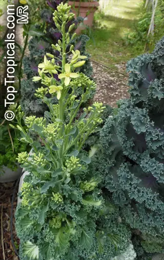 kale leaves garden frost: flowering kale plants with yellow blooms surrounded by ornamental cabbage in a garden