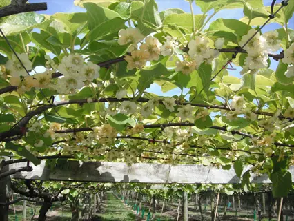 kiwi fruit vine (tango cultivar) in full bloom with clusters of creamy white flowers on trellised orchard system under blue sky