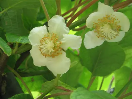 kiwi vine flowers (actinidia arguta, meader cultivar) with white petals and prominent yellow stamens among green foliage in natural sunlight