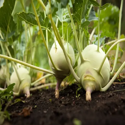 kohlrabi growing in a vegetable garden