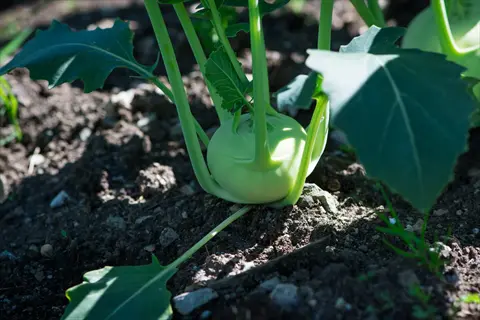 kohlrabi (quickstar) growing in a garden, ready for harvest