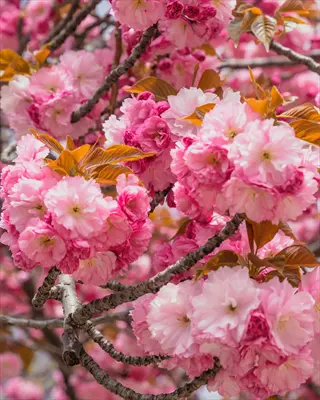kwanzan cherry pink blooms: showy double pink cherry blossoms on gnarled branches with young reddish leaves