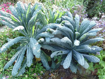lacinato kale plants thriving in a winter garden, frost-tolerant with large dark green leaves and visible veining