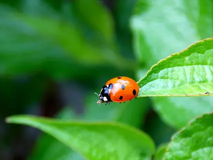 ladybug beetle in a garden: seven-spotted ladybug perched on a vibrant green leaf with soft-focus foliage background