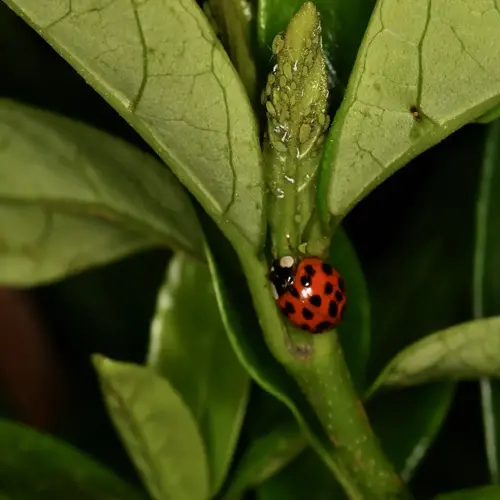 ladybug eating aphids on green plant leaves