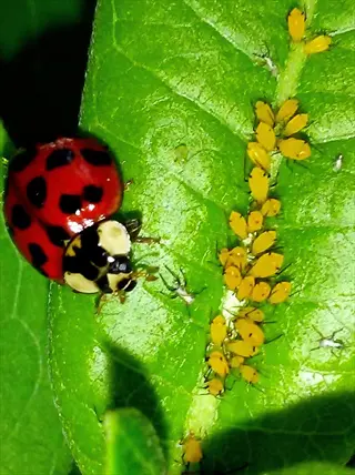 ladybug eating aphids: red ladybug with black spots preying on yellow aphids clustered on a green leaf