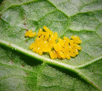 ladybug eggs plant leaf: cluster of bright yellow ladybug eggs on a textured green plant leaf, demonstrating self-reproducing pest control potential