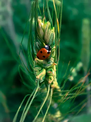 ladybug garden vegetables: seven-spotted ladybug on green plant stem in garden, demonstrating natural pest protection for crops