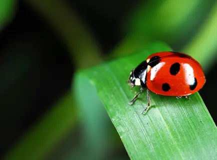 ladybug on green leaf representing beneficial insects garden for natural pest control