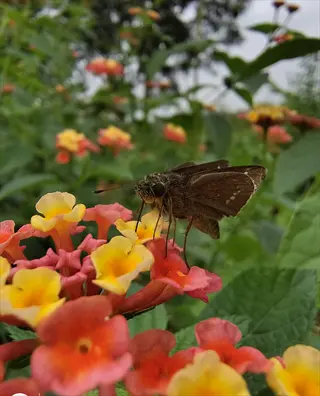 lantana flowers butterfly: brown butterfly with white markings perched on vibrant pink, yellow and orange lantana blooms amid green foliage