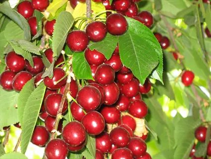 lapins cherry tree fruit: clusters of glossy dark red ripe cherries hanging from branches among green leaves on a cherry tree