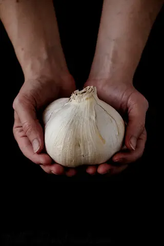 large bulb of elephant garlic (allium ampeloprasum) held in hands against a black background