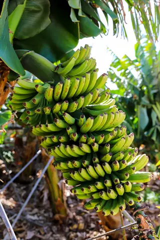 large green plantain banana bunch with dense spiral formation growing on banana plant in tropical garden with support structures
