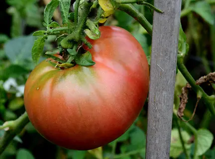large mortgage lifter tomato with green shoulders growing on vine, supported by wooden stake in garden