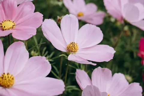 large pink cupcakes cosmos blooms with yellow centers growing in a lush green garden