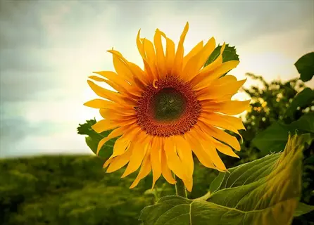 large procut sunflower bouquet bloom with vibrant yellow petals and dark pollenless center, standing in a lush green field under overcast skies