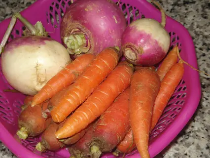 large purple rutabaga (swede purple top variety) with white lower halves alongside orange carrots in pink basket on speckled countertop
