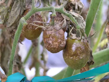 late blight tomato with brown, leathery lesions on fruit