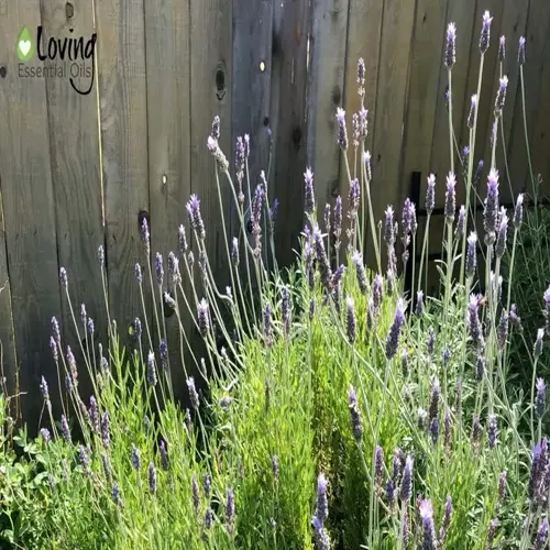lavender pruning garden with blooming purple flowers against wooden fence, featuring 'loving essential oils' text branding