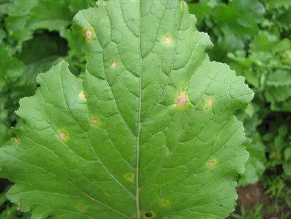 leaf with necrotic spots and lesions, indicative of copper (cu) deficiency in plants