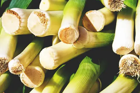 leeks garden harvest: close - up of freshly harvested leeks with white bases, green stalks, and rooted ends, ready for culinary use