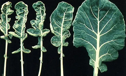 legume plants showing symptoms of molybdenum (mo) deficiency, with curled and distorted leaves