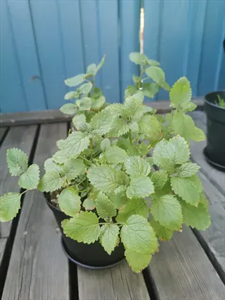 lemon balm herb plant in a black pot on a wooden surface