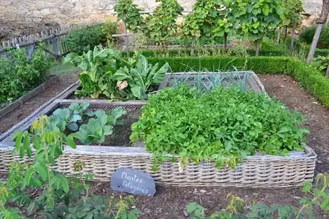 lettuce garden bed with woven raised beds, leafy greens, and 'plantes potagères' sign in a sunny vegetable garden