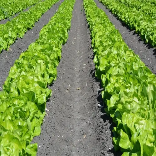 lettuce garden rows with lush green plants growing in dark soil