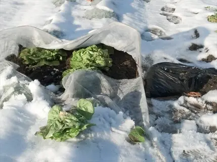 lettuce winter garden: green lettuce plants protected under row covers in a snowy vegetable patch with footprints