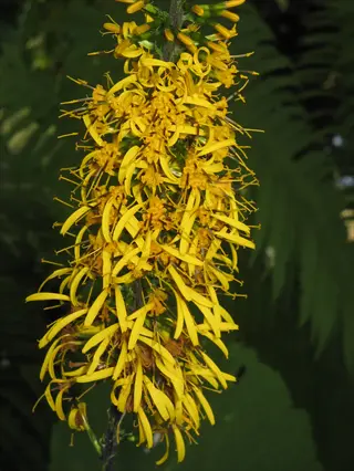ligularia yellow flower spike featuring a dense cluster of golden-yellow blooms with slender petals rising above dark foliage in a close-up view