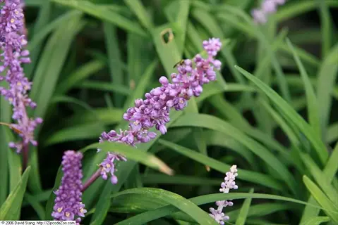 lilyturf (liriope muscari) with purple flower spikes and green grass-like leaves