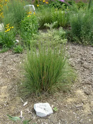 little bluestem grass in a garden bed with a labeled rock, surrounded by mulch and blooming flowers under a brick wall