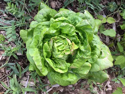 lochness butterhead lettuce growing in a garden bed with wood chips and surrounding greenery