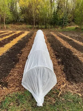long white row cover tunnel in a vegetable garden, demonstrating cauliflower garden row cover techniques to maintain consistent cool temperatures