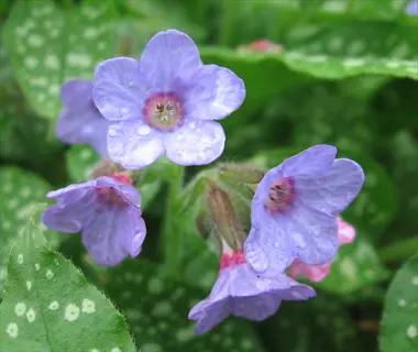 lungwort (pulmonaria species) flowers with purple petals and spotted green leaves