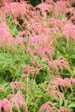 lush astilbe pink flower plumes blooming in a garden, showcasing feathery pink blossoms against green foliage