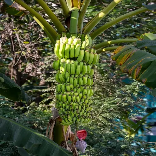 lush banana plant with large hanging bunch of unripe green bananas amid tropical foliage