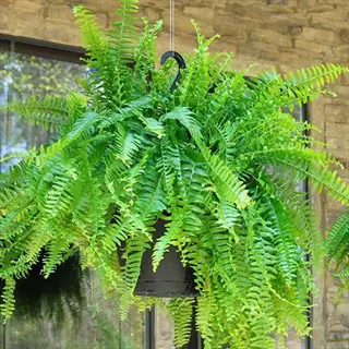 lush boston fern basket (nephrolepis exaltata) hanging with long green fronds cascading from a black pot near a brick wall