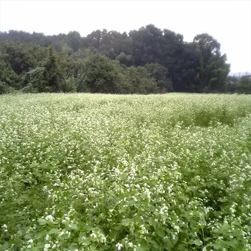 lush buckwheat cover crop field in full bloom with white flowers and green foliage, surrounded by wooded hills under an overcast sky