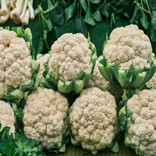 lush cauliflower garden harvest showcasing multiple fresh heads with vibrant green leaves