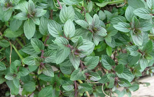 lush chocolate mint herb (mentha x piperita) with rich green-purple serrated leaves growing densely