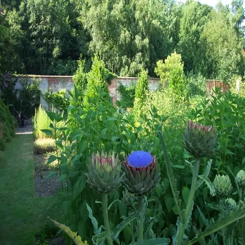 lush garden featuring artichoke plants with purple blooms in foreground, surrounded by dense greenery and aged brick wall backdrop