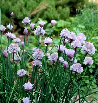 lush garlic chives garden with clusters of purple pom-pom flowers on slender green stems, surrounded by other leafy garden plants