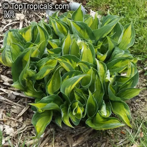 lush green and yellow variegated hostas (shade garden perennials) growing in a mulched garden bed