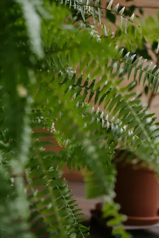 lush green tropical houseplant fern fronds in focus with blurred background of another potted plant and wooden surface