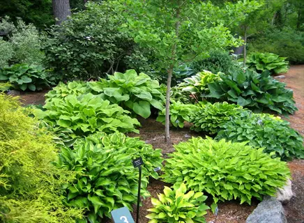lush hosta plant shade garden featuring diverse green and gold cultivars thriving in a shaded woodland setting with garden markers