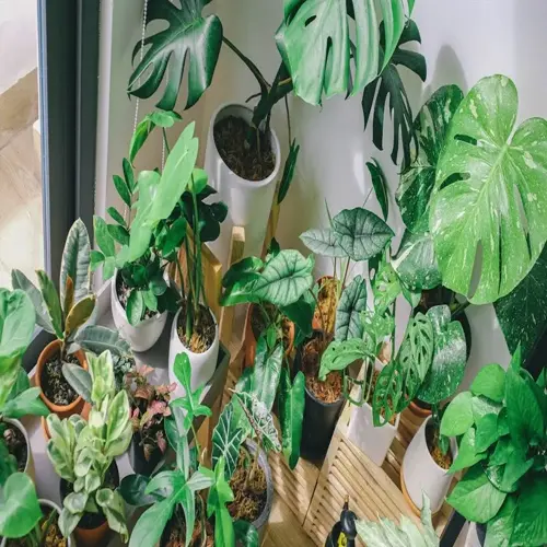 lush indoor jungle featuring air purifying houseplants like monsteras in white pots near a sunlit window