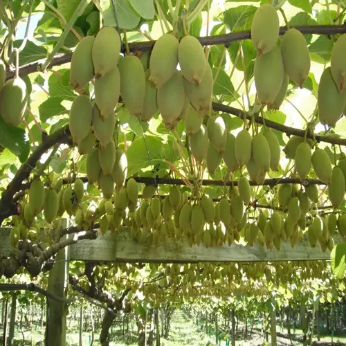 lush kiwi vine fruit hanging densely from trellised branches in a sunny orchard